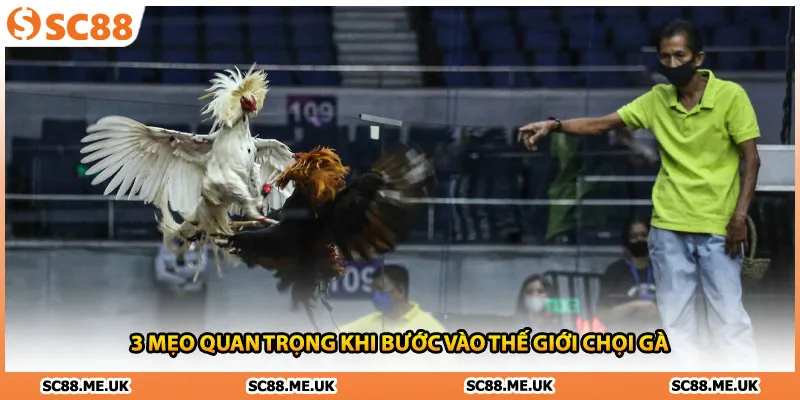 3 mẹo quan trọng khi bước vào thế giới chọi gà