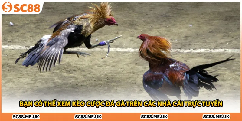 Bạn có thể xem kèo cược đá gà trên các nhà cái trực tuyến
