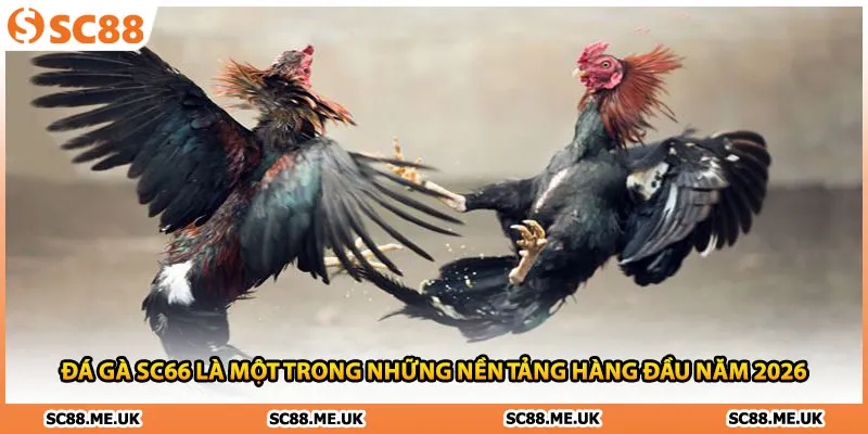 3 bước hướng dẫn đặt cược tại đá gà SC88