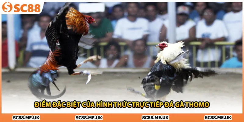 Điểm đặc biệt của hình thức trực tiếp đá gà Thomo 