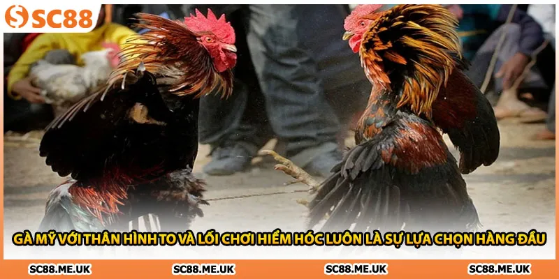 Gà Mỹ với thân hình to và lối chơi hiểm hóc luôn là sự lựa chọn hàng đầu