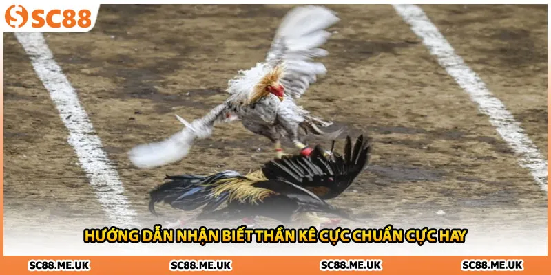 Hướng dẫn nhận biết thần kê cực chuẩn cực hay