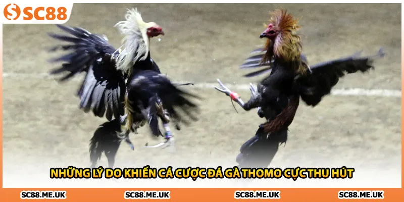 Những lý do khiến cá cược đá gà Thomo cực thu hút