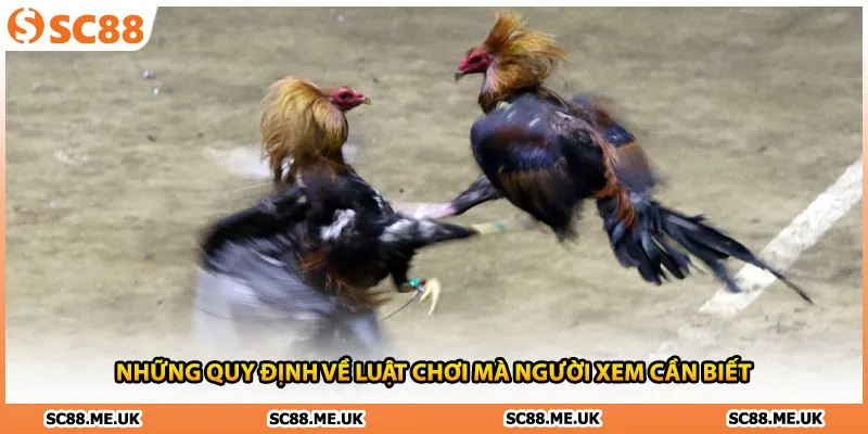 Những quy định về luật chơi mà người xem cần biết 