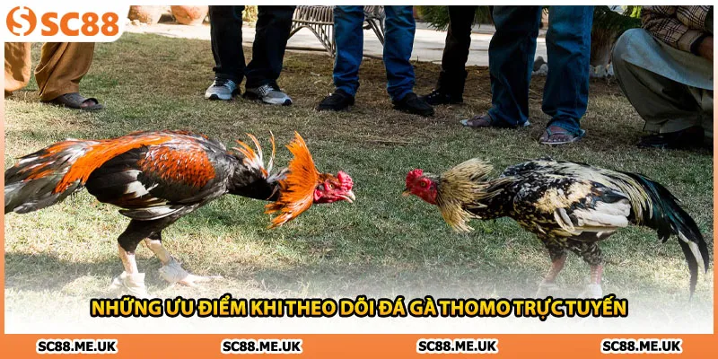 Những ưu điểm khi theo dõi đá gà thomo trực tuyến