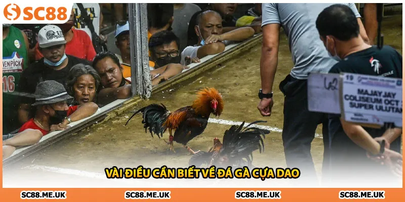 Vài điều cần biết về đá gà cựa dao